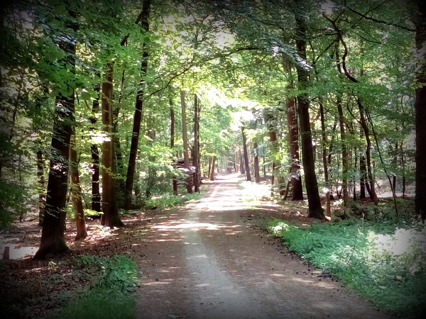 Forest Path Groesbeek Netherlands
