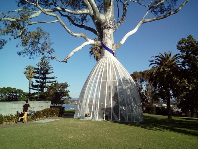 Perth Australia Kings Park