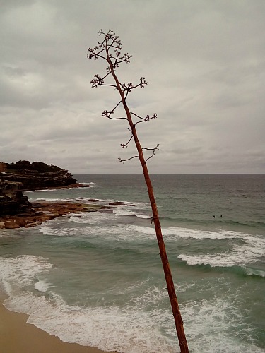 Bondi Coogee Sydney NSW Australia