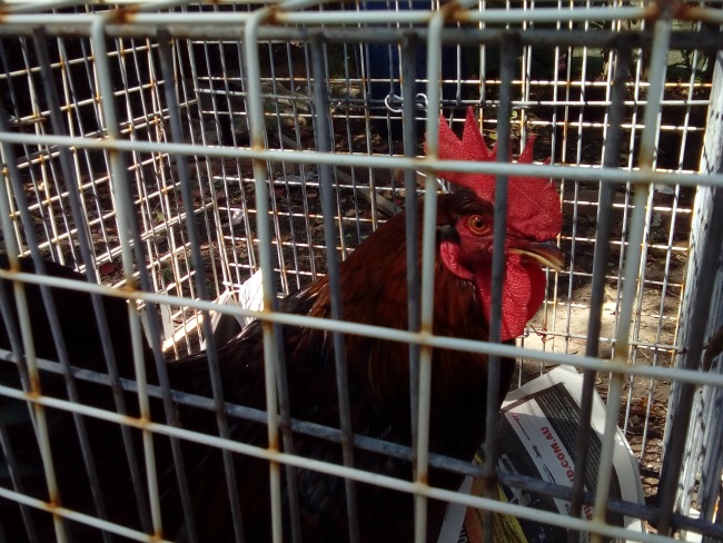 Brisbane Queensland Australia JWalking