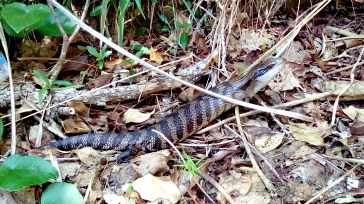 Australia New South Wales Sydney Manly Quarantine