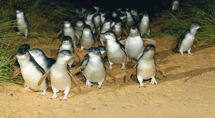 Phillip Island Melbourne Victoria Australia JWalking