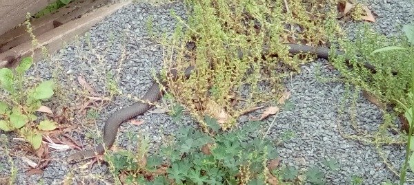 Walhalla Victoria Australia JWalking