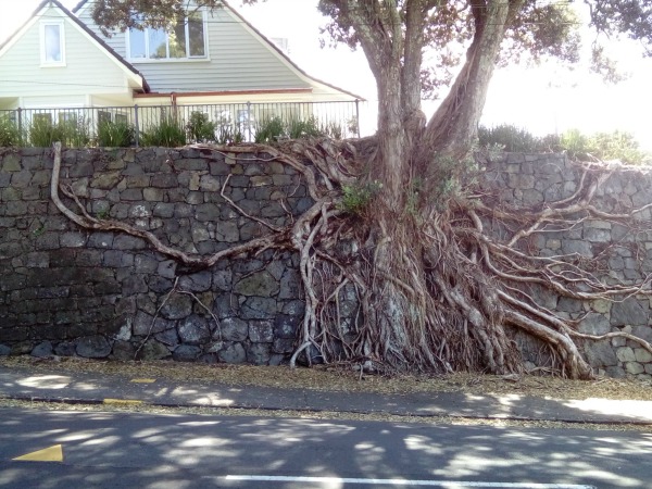 Auckland Tree