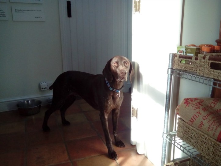 Ed the German Shorthaired Pointer (aka Fast Eddie)