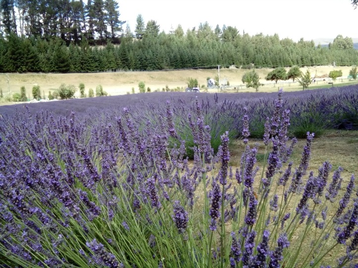 Wanaka Lavender Gardens
