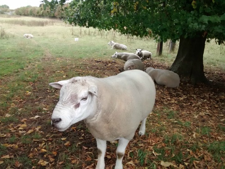 Wistow Sheep