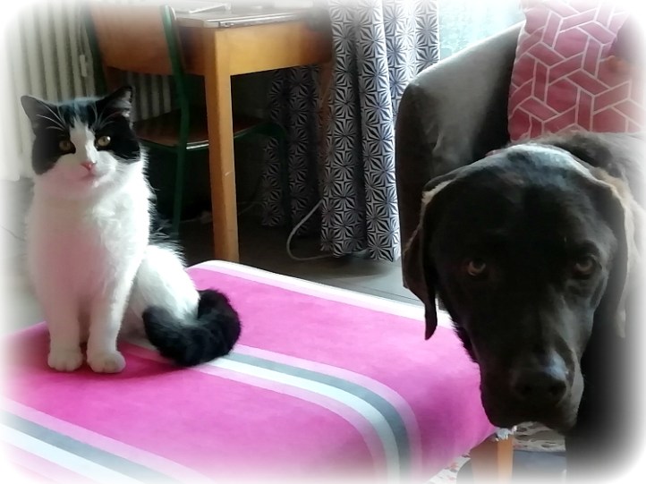 Lymington Housesitting