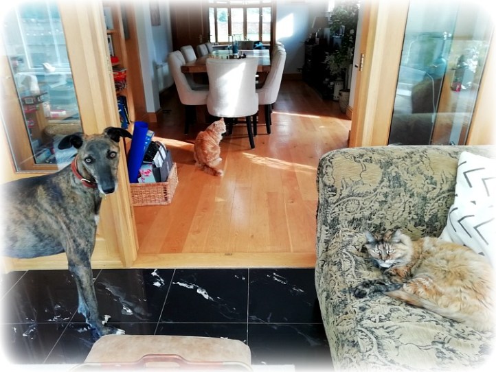 Canterbury Housesitting