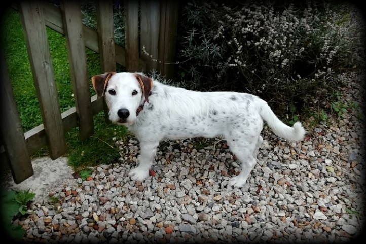 Housesitting - Indie