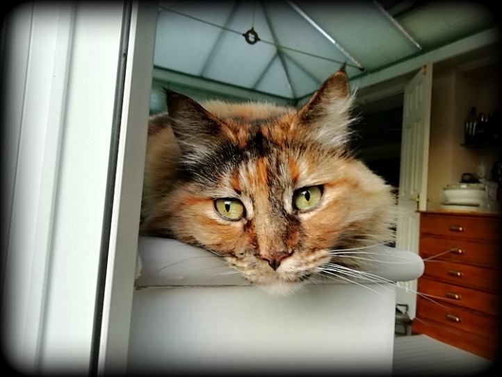 Housesitting - Cat