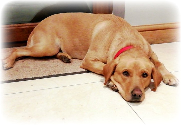 East Grinstead Housesitting