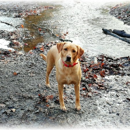 East Grinstead Housesitting