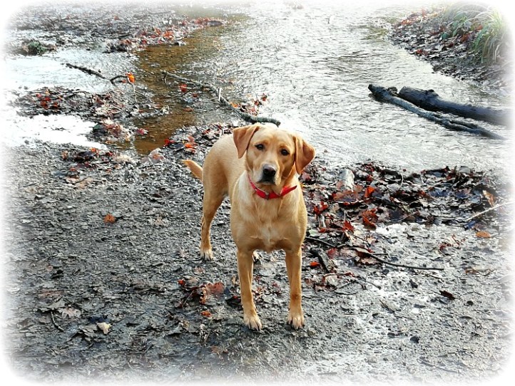 East Grinstead Housesitting