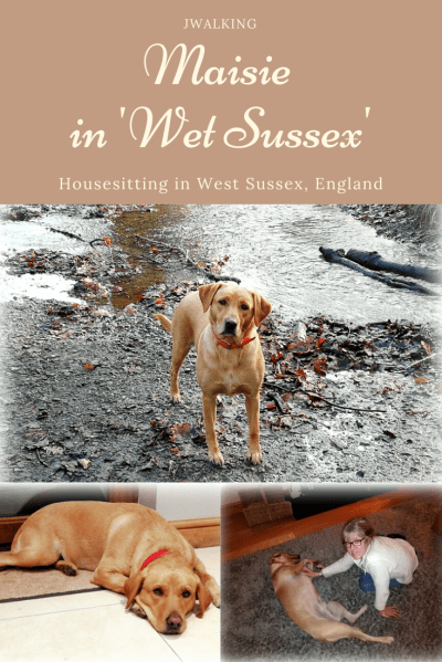 Hosuesitting Maisie in West Sussex england