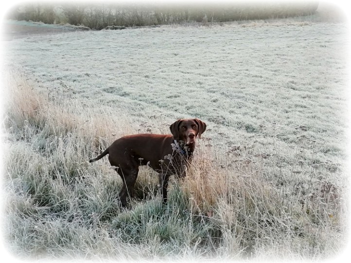 White Colne Housesitting