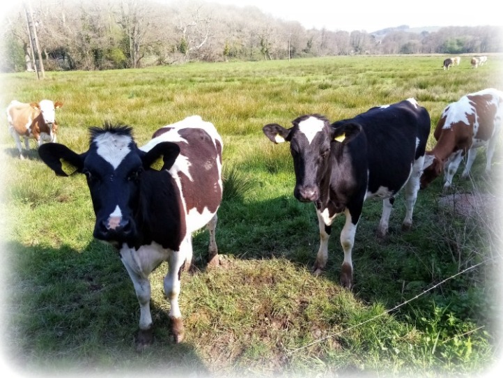 Devon Cows