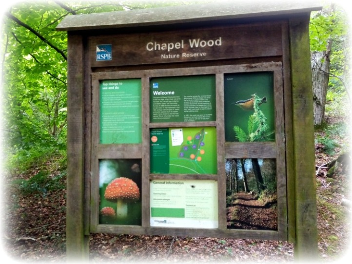 Chapel Wood RSPB Spreacombe