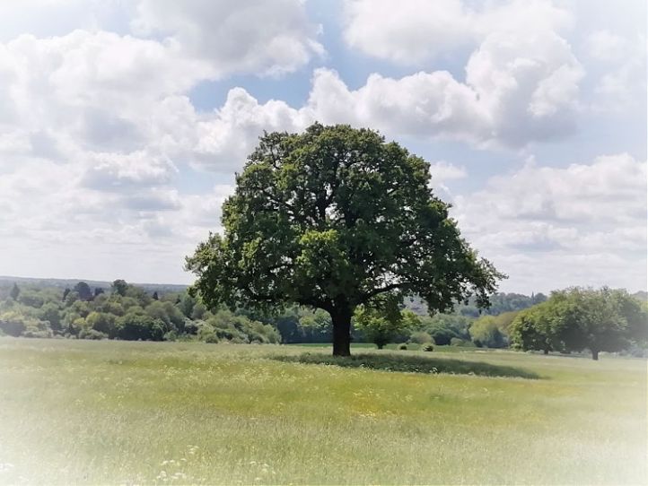 Red Tractor Trail - Welwyn Hertfordshire