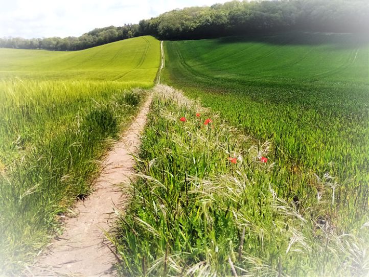 Red Tractor Trail - Welwyn Hertfordshire
